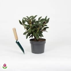 Rhododendron Wine & Roses -Fournitures De Jardin Soldes 2024 030760 wil QLZ 030760 1 1704726663134