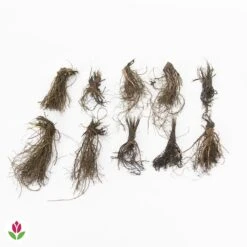 Fournitures De Jardin Soldes 2024 -Fournitures De Jardin Soldes 2024 030766 wil QLZ 030766 1 1704796374564