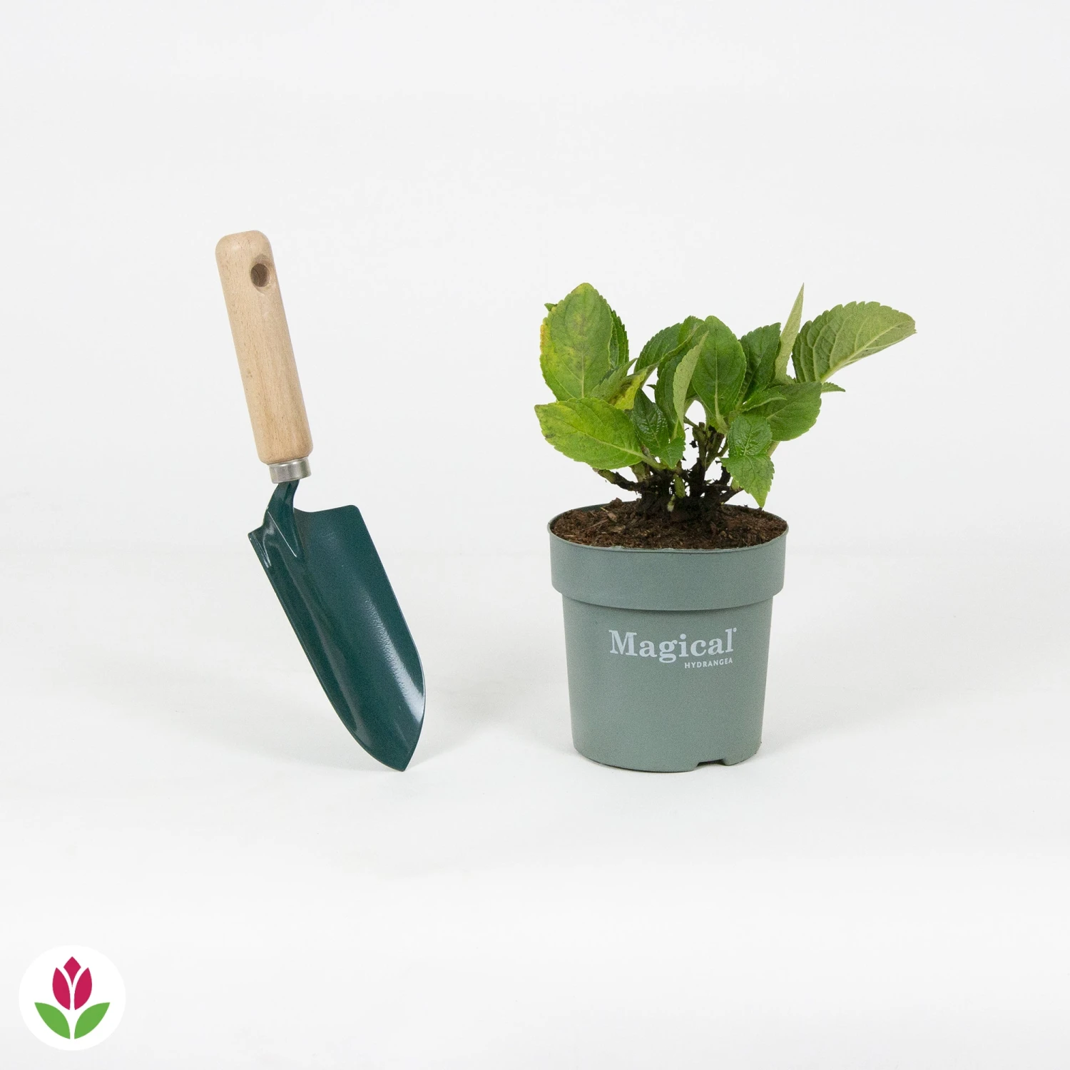 Hortensia Jewel 4 Hortensia Jewel â Image 4