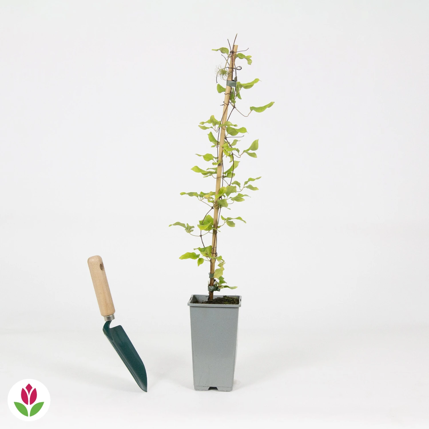 Clématite Olympia 3 Clématite Olympia – Image 3