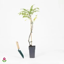 Glycine De Chine Prolific -Fournitures De Jardin Soldes 2024 030794 wil QLA 030794 1 1704723398619