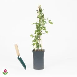 Rosier Grimpant Crazy In Love Rose -Fournitures De Jardin Soldes 2024 030795 wil QLA 030795 1 1704723536135