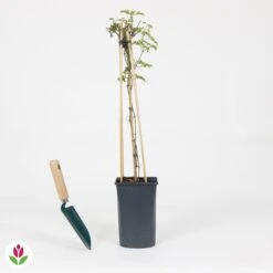 Clématite Avalanche -Fournitures De Jardin Soldes 2024 030797 wil QLA 030797 1 1704723671707