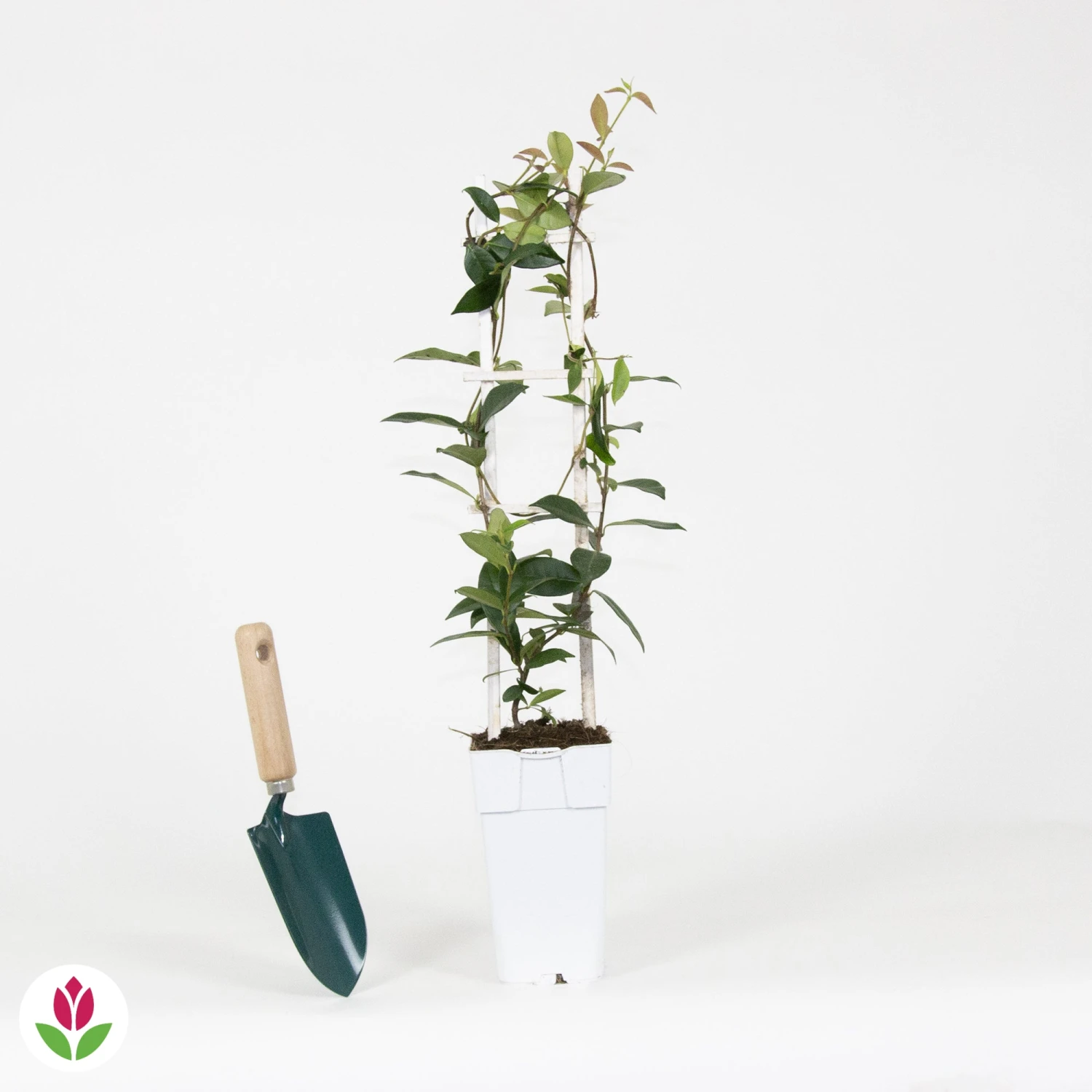 Jasmin étoilé Star Of Venice 3 Jasmin étoilé Star Of Venice – Image 3