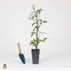 Clématite Nelly Moser 7 Clématite Nelly Moser -Fournitures De Jardin Soldes 2024 030805 wil QLA 030805 1 1704725448637