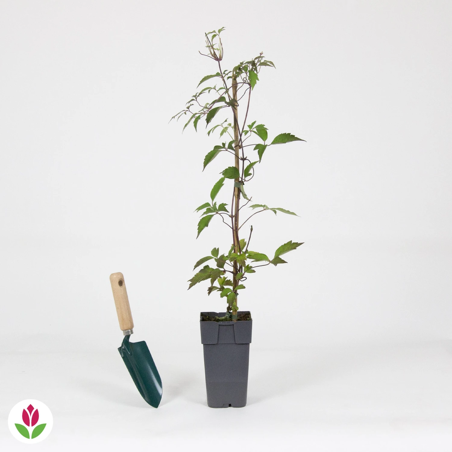 Clématite Nelly Moser 4 Clématite Nelly Moser – Image 4