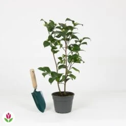 Camélia Volunteer -Fournitures De Jardin Soldes 2024 030806 wil QLZ 030806 1 1704793532302