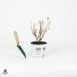 Hortensia Strong Annabelle -Fournitures De Jardin Soldes 2024 030817 wil QLH 030817 1 1704726436532