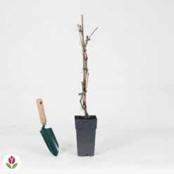 Vigne Vierge Engelmannii -Fournitures De Jardin Soldes 2024 030818 wil QLH 030818 1 1704726546860