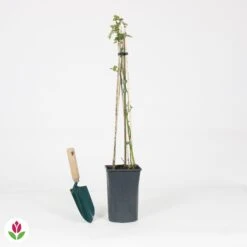 Rosier Grimpant Crazy In Love Rouge -Fournitures De Jardin Soldes 2024 030820 wil QLH 030820 1 1704727916181