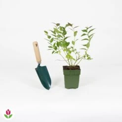 Myrtiller Brigitta Blue -Fournitures De Jardin Soldes 2024 030826 wil QLA 030826 1 1704727337756