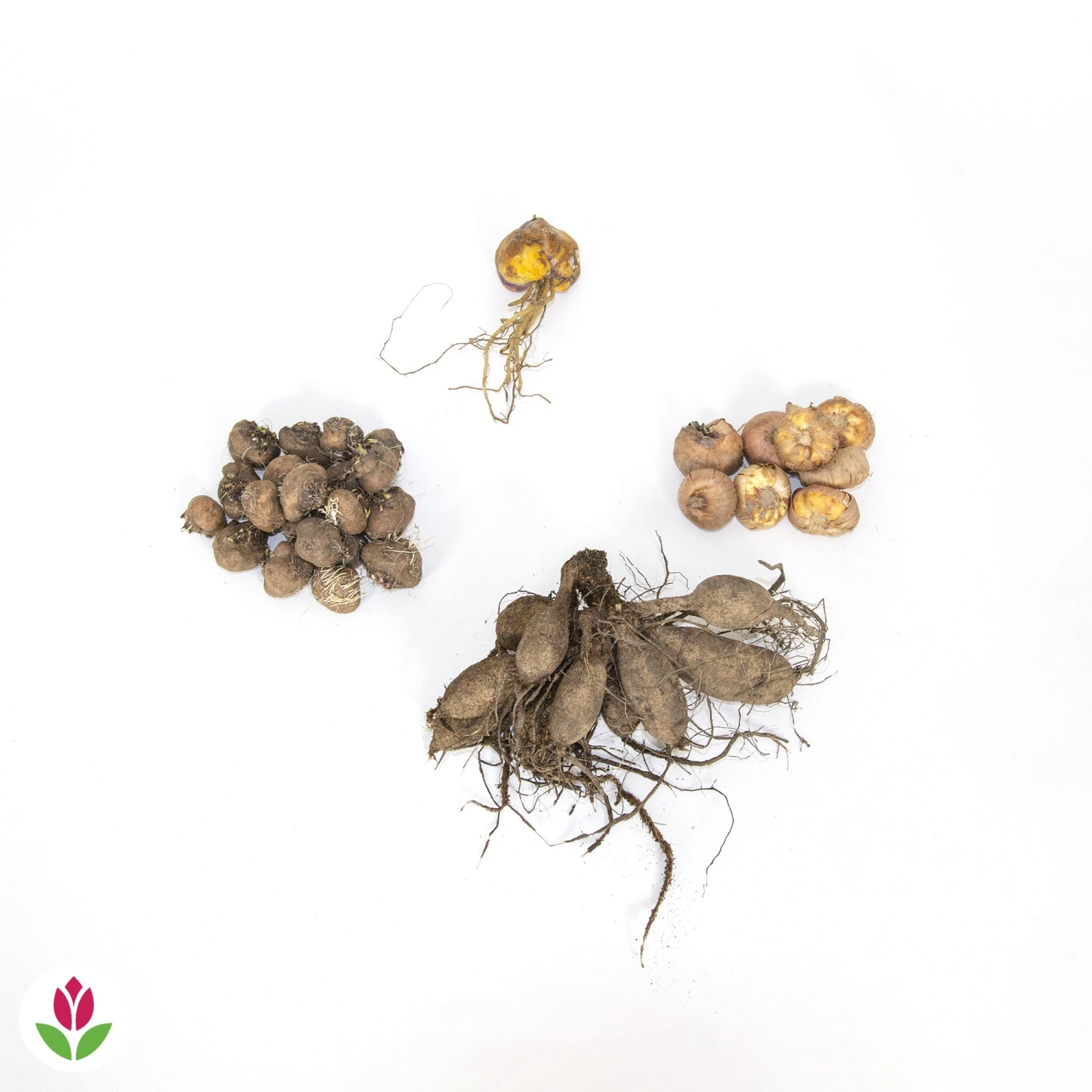 30 Bulbes De Fleurs Hello Summer En Mélange 2 30 Bulbes De Fleurs Hello Summer En Mélange – Image 2