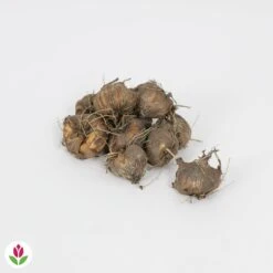 Fournitures De Jardin Soldes 2024 -Fournitures De Jardin Soldes 2024 030830 wil QLZ 030830 1 1707227529947