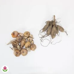 20 Bulbes De Fleurs The Purple Bag En Mélange -Fournitures De Jardin Soldes 2024 030836 wil QLZ 030836 1 1709717864483