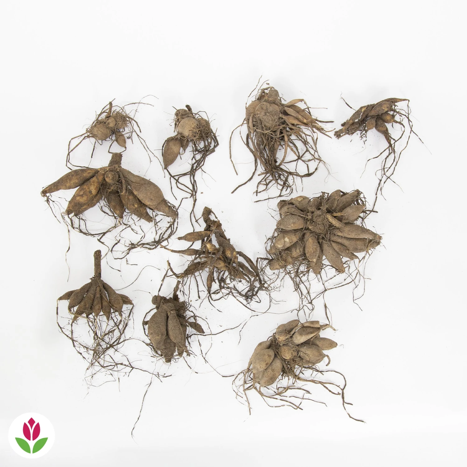 10 Dahlias The Ten En Mélange 2 10 Dahlias The Ten En Mélange – Image 2