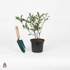 Photinia Pink Marble 9 Photinia Pink Marble -Fournitures De Jardin Soldes 2024 030874 wil QLZ 030874 1 1704726800932