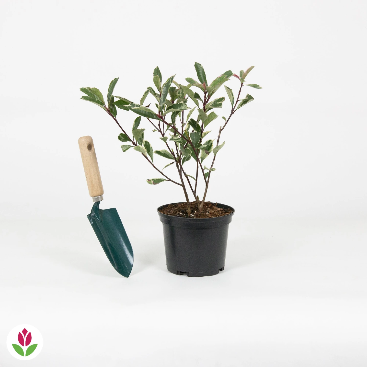 Photinia Pink Marble 5 Photinia Pink Marble – Image 5