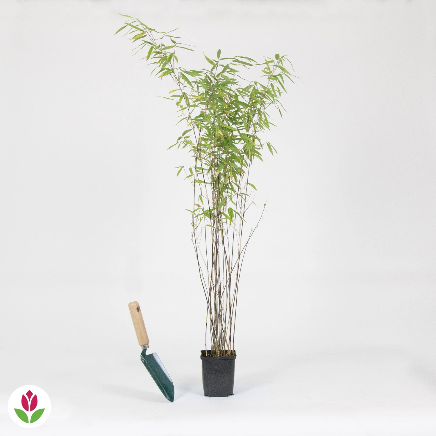 Bambou 'Volcano' Non-traçant 3 Bambou 'Volcano' Non-traçant – Image 3