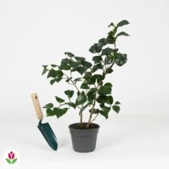 Camélia Du Japon Black Lace -Fournitures De Jardin Soldes 2024 030897 wil QLZ 030897 1 1704797476937