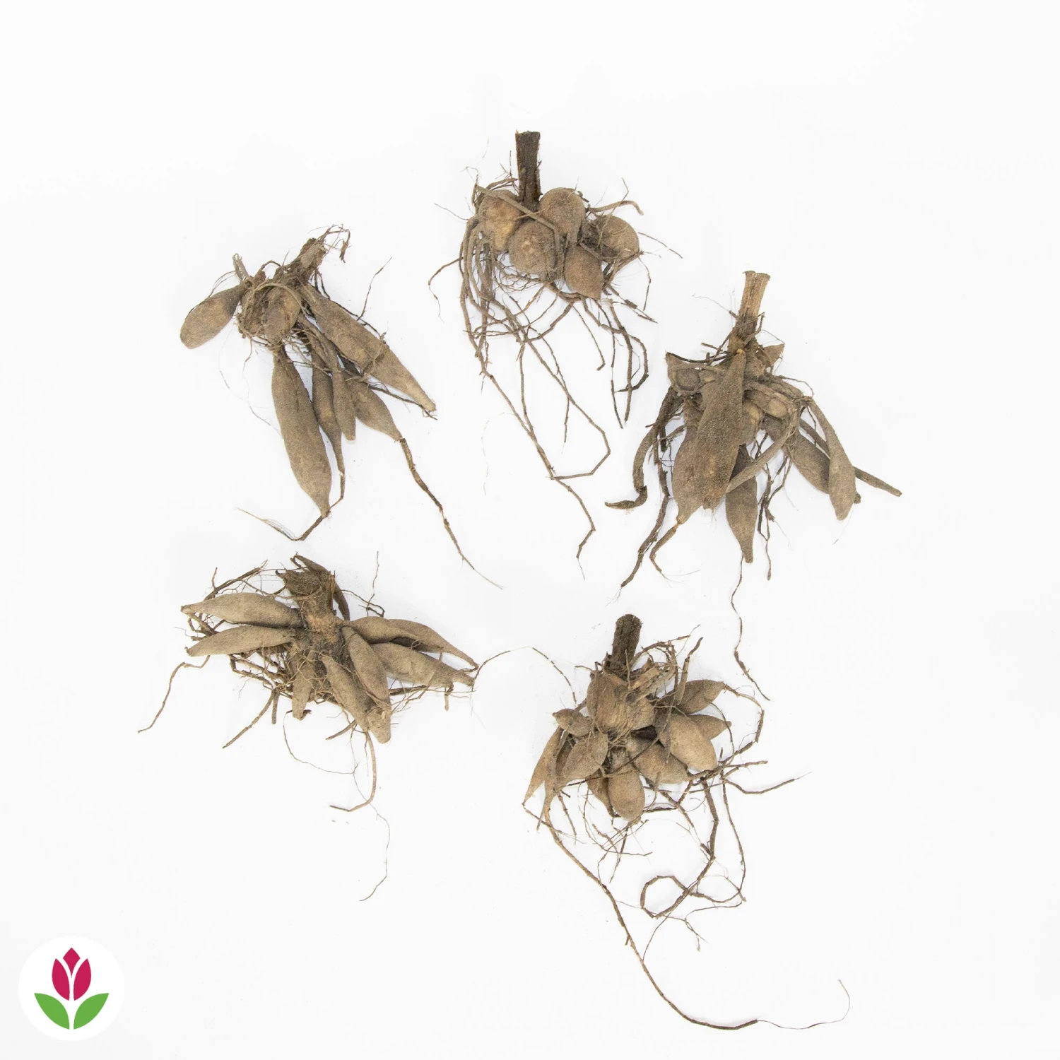 5 Dahlias à Grandes Fleurs Mammoth En Mélange 2 5 Dahlias à Grandes Fleurs Mammoth En Mélange – Image 2