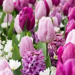 25 Bulbes De Fleurs Royal Purple En Mélange -Fournitures De Jardin Soldes 2024 031443 3 1706800095011