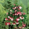 3 Fuchsias Retombants Swingtime