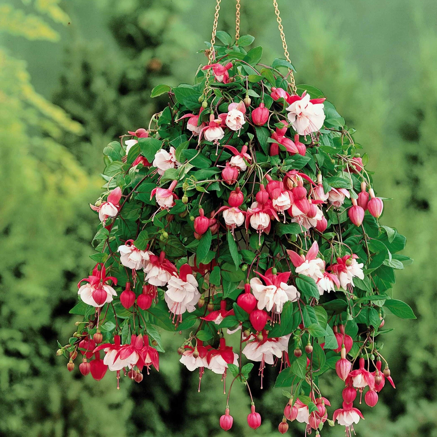 3 Fuchsias Retombants Swingtime 1 3 Fuchsias Retombants Swingtime