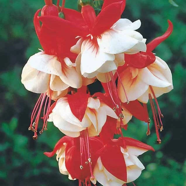 3 Fuchsias Retombants Swingtime 2 3 Fuchsias Retombants Swingtime â Image 2