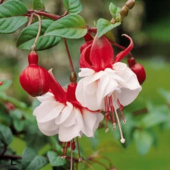 3 Fuchsias Retombants Swingtime 7 3 Fuchsias Retombants Swingtime -Fournitures De Jardin Soldes 2024 100232 3