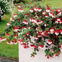 3 Fuchsias Retombants Swingtime 8 3 Fuchsias Retombants Swingtime -Fournitures De Jardin Soldes 2024 100232 4