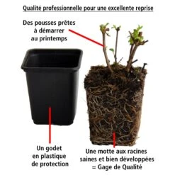 3 Fuchsias Retombants Swingtime 9 3 Fuchsias Retombants Swingtime -Fournitures De Jardin Soldes 2024 100232 5