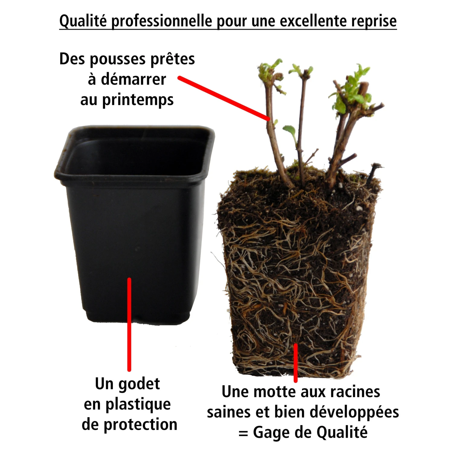 3 Fuchsias Retombants Swingtime 5 3 Fuchsias Retombants Swingtime â Image 5