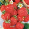 20 Fraisiers Remontants La Savoureuse De Willemse ®