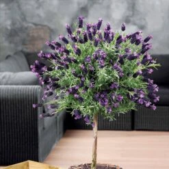 Lavande Papillon Sur Tige