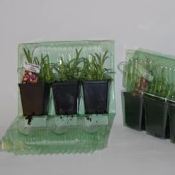 2 Œillets Paradis Roses -Fournitures De Jardin Soldes 2024 100325 3 1706539254178