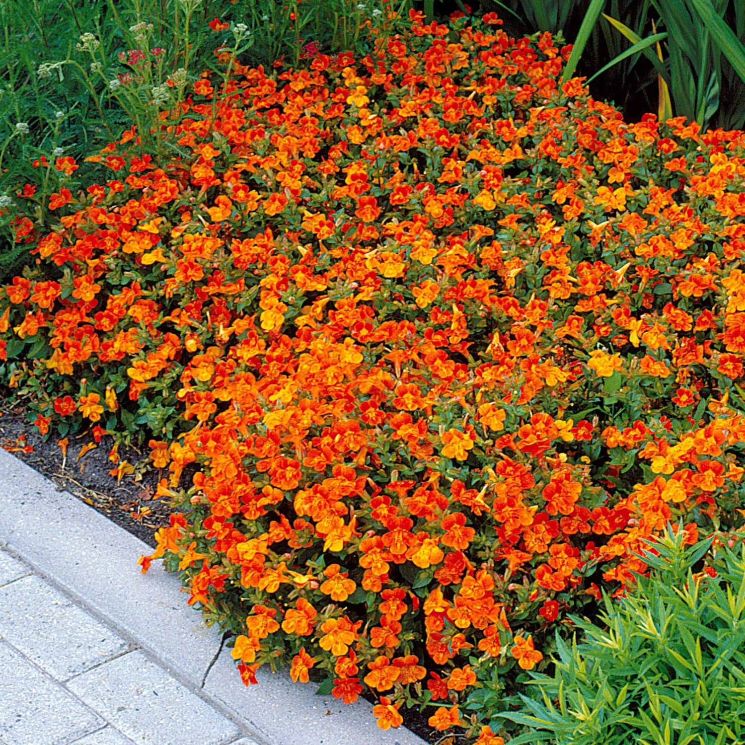 5 Mimulus Orange Glow 1 5 Mimulus Orange Glow