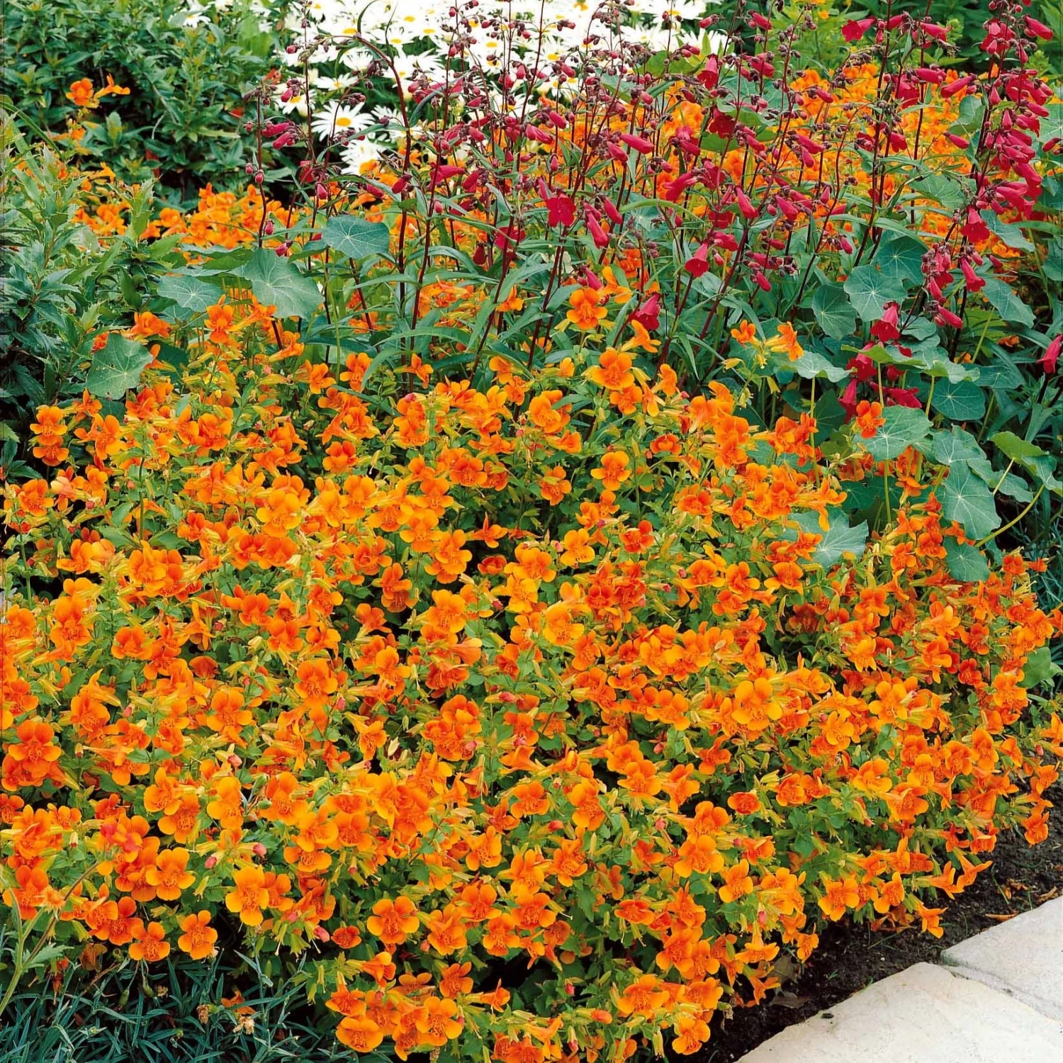 5 Mimulus Orange Glow 2 5 Mimulus Orange Glow – Image 2