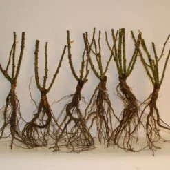 Rosier à Massif Harlequin 6 Rosier à Massif Harlequin -Fournitures De Jardin Soldes 2024 100353 4