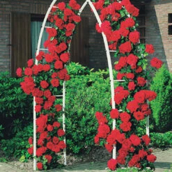 Rosier Grimpant Musimara -Fournitures De Jardin Soldes 2024 100356 2