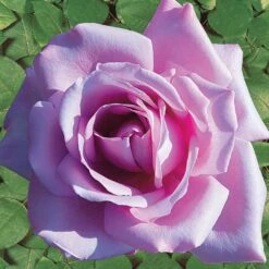 Rosier Buisson Lune Bleue 6 Rosier Buisson Lune Bleue -Fournitures De Jardin Soldes 2024 100359 1 1699628005672