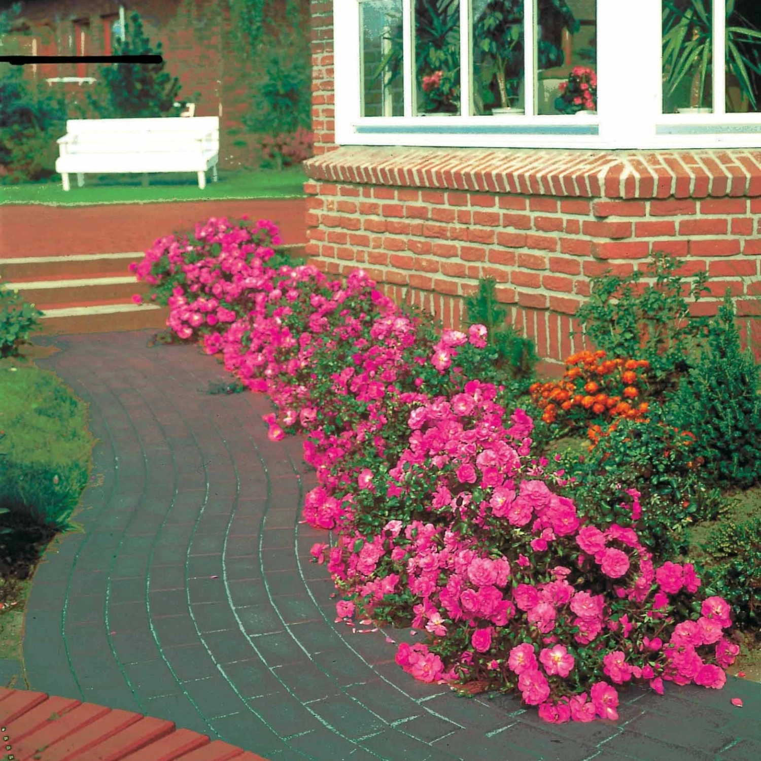 3 Rosiers Couvre-sol Mirato ® 2 3 Rosiers Couvre-sol Mirato ® – Image 2