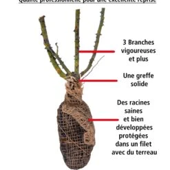 Rosier Buisson La Magie Du Parfum - Duftzauber 84 -Fournitures De Jardin Soldes 2024 100367 1