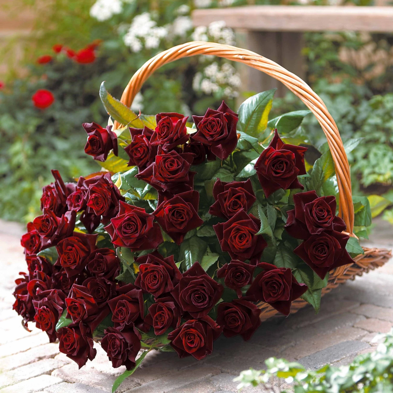 Rosier Buisson Black Baccara ® Meidebenne 2 Rosier Buisson Black Baccara ® Meidebenne – Image 2