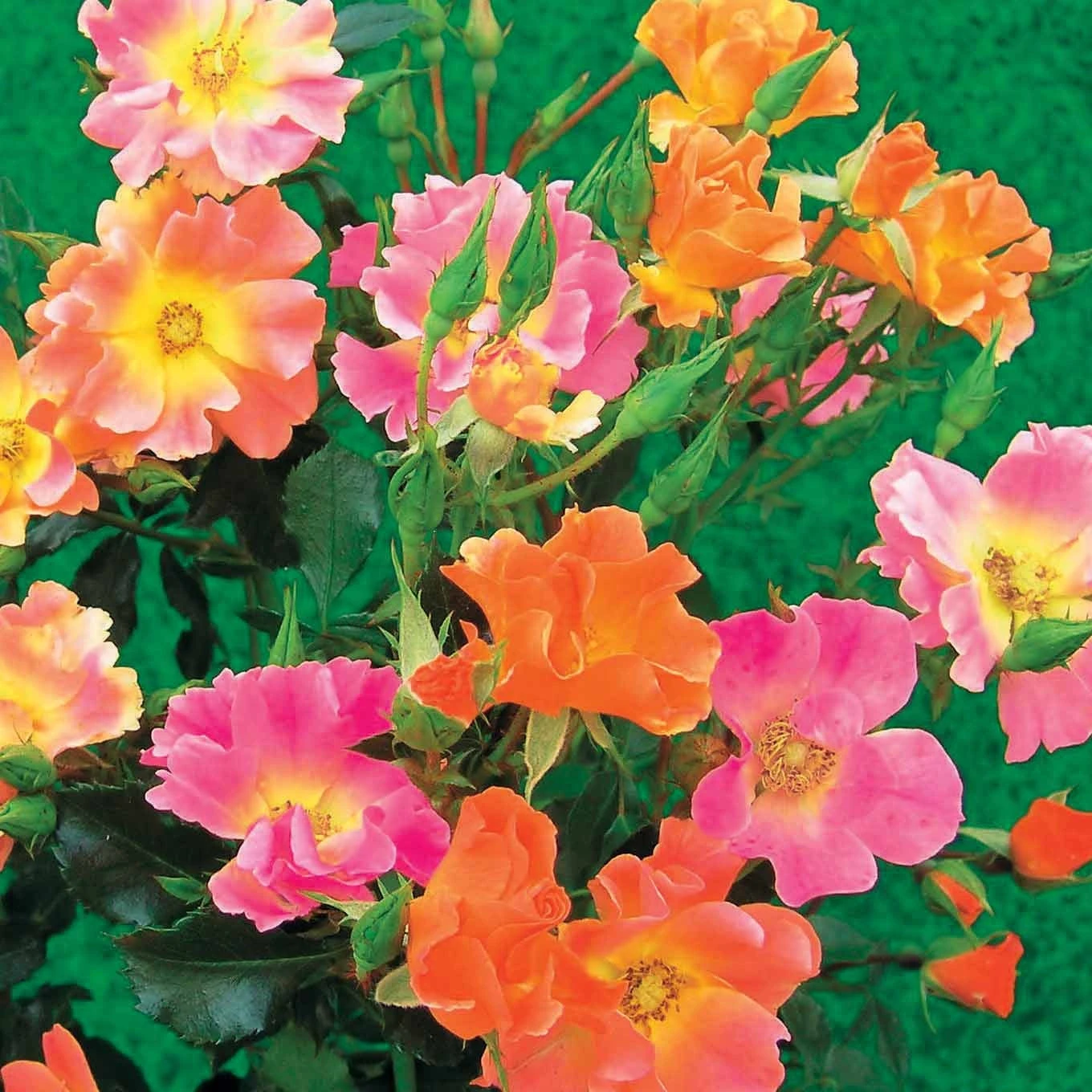 3 Rosiers Couvre-sols Happy Chappy 1 3 Rosiers Couvre-sols Happy Chappy