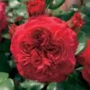 Rosier Floribunda Red Leonardo Da Vinci ® Meiangele