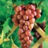 Vigne Chasselas Rose