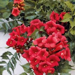 Bignone Madame Galen