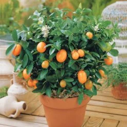 Kumquat -Fournitures De Jardin Soldes 2024 100395 1 1706611196534