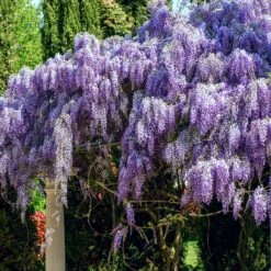 Glycine Toujours En Fleurs -Fournitures De Jardin Soldes 2024 100410 6
