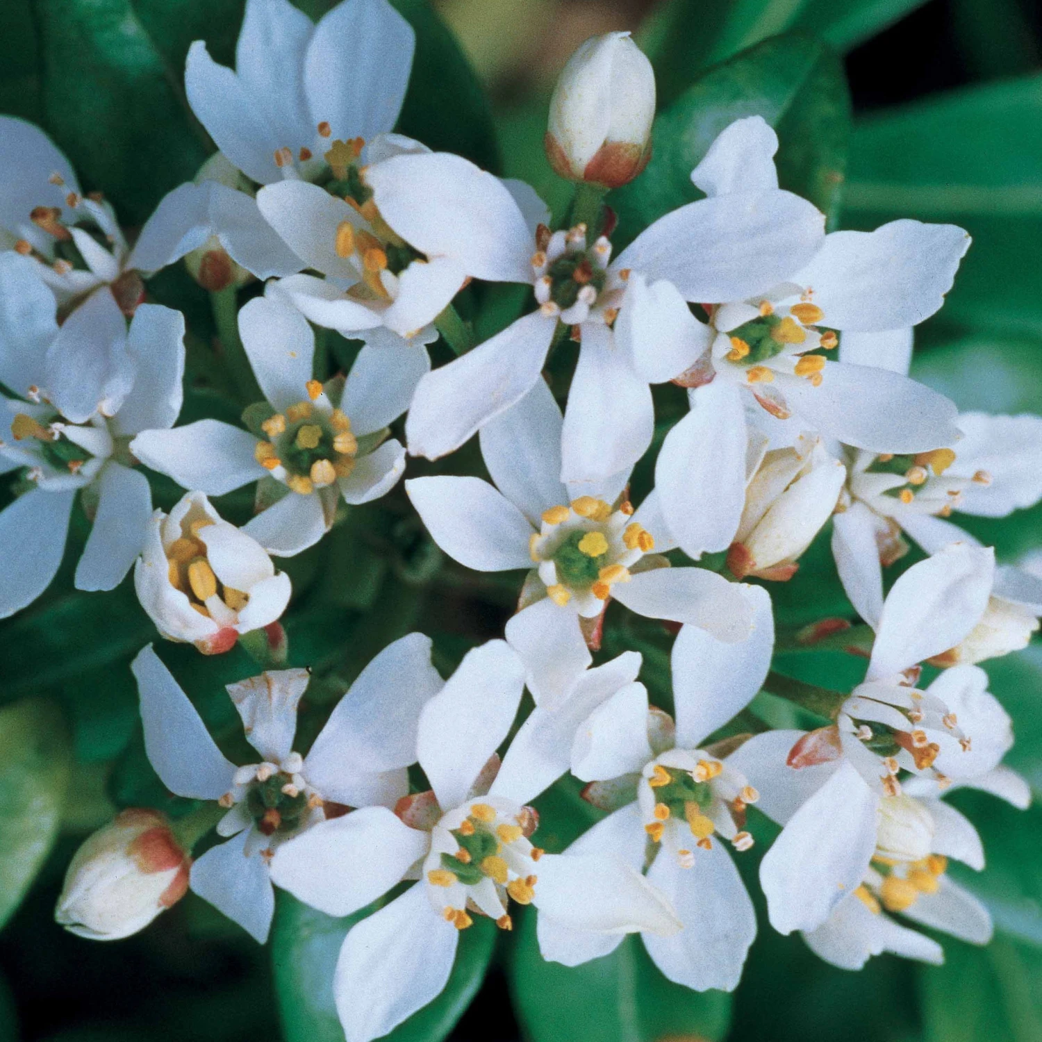 Oranger Du Mexique 1 Oranger Du Mexique